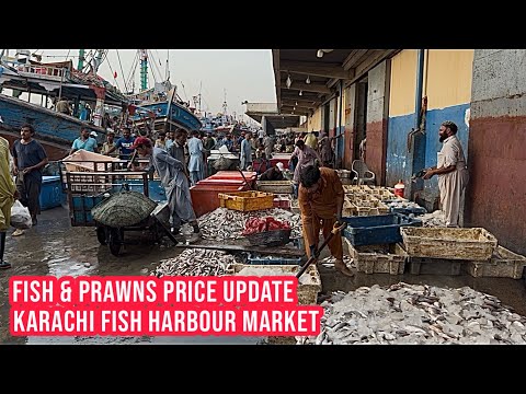 Pangasius Fish Price In Karachi