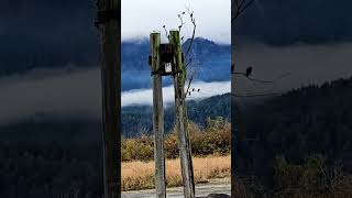 Eagle Viewing #eagles #eagleview #youtubeshortvideos