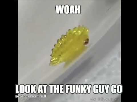 FUNKY WORM