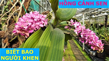 ✅LAN.104-Giò lan Đai Châu Thái hồng Cánh Sen nở hoa rất đẹp đón Tết/Nhật ký Trồng Lan