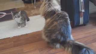 Kitten and a norwegian forest cat meets for the first time  20 Aug 2011