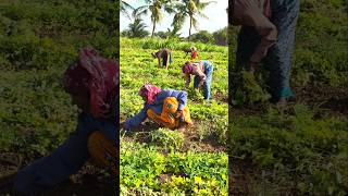 Farm Work 🔥 Indian Farmer 🧑🌾 Mungfali Farming #agriculture #satisfying #shot #farming મગફળી ની ખેતી