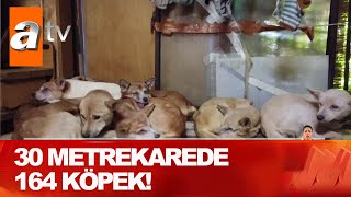 Hayvan Sevgisini Abarttılar - Atv Haber 5 Kasım 2020