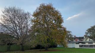 Common beech - tree - November 2023