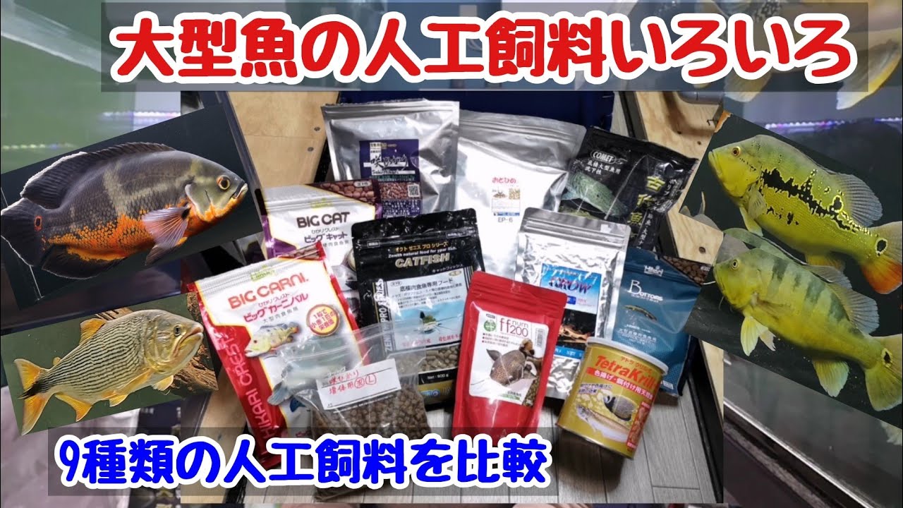 大型魚の人工飼料を比較する 魚を健康的に大きくするためにエサを見直しました 大型魚飼育 Youtube