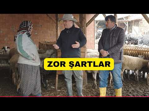 Bursa Keles Uzunöz Karı Koca Kış Şartlarında Koyunculuk!