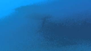 Humpback Whales surprise encounter Fathom Five Divers Zaks Pocket Kauai Hawaii