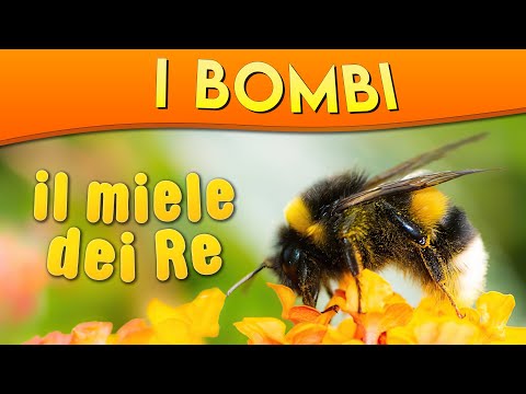 Video: I bombi orientali comuni pungono?