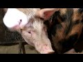 Вес свиней в 5 месяцев / свинушкам 5 месяцев