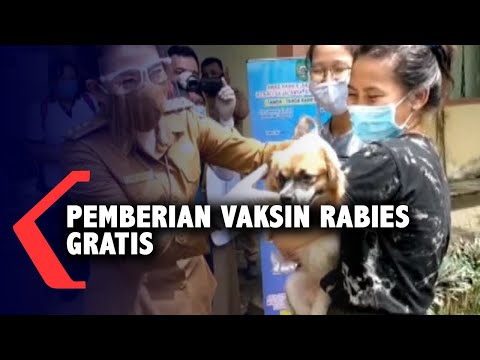 Video: Yang Perlu Anda Ketahui Tentang Vaksin Rabies Untuk Kucing