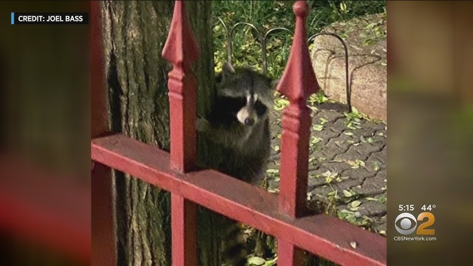 Tiger spotted in NYC turns out to be a large raccoon