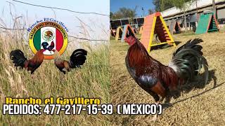Rancho El Gavillero ejemplares disponibles