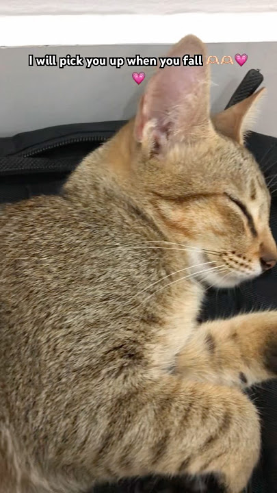 It’s mochaa things #pets #cattok #comedy #cat
