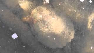 Turtles Under Ice