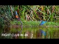 Kingfisher Flight Club (4K Footage) River Wharfe Ilkley