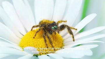 Bees and spiders
