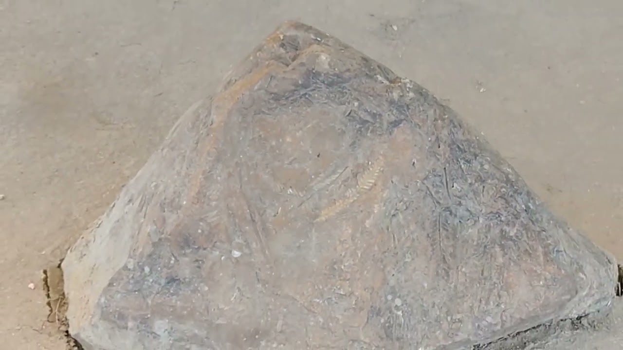 Wood Fossils Park, Mandro, Jharkhand: 