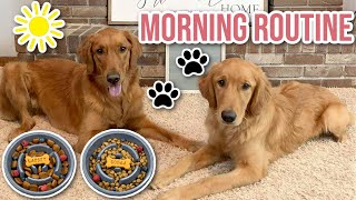 My Golden Retrievers Morning Routine