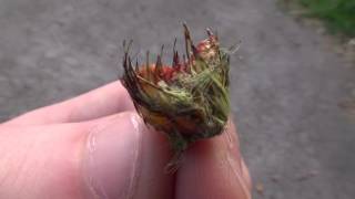 Naskiĝtago de Evildea (ne informu lin)