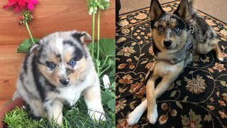 Pomsky Growing Up (6 Weeks To 1 Year)