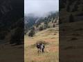 First Time Hiking with Baby and Dog #goldenretriever #dogandbaby #foggy
