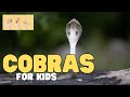 Cobra Behavior and Conservation