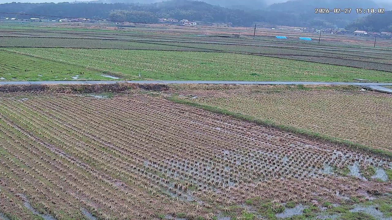 【島根の田んぼ】田んぼの様子をライブ配信中！２４時間いつでも確認できます！｜自然 田舎 緑 癒し 島根県 八なお米穀店（はなお）