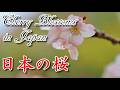 【日本の春】満開の桜が美しすぎる Beautiful Cherry Blossoms in Japan