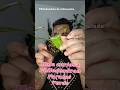 hoja curiosa philodendron #philodendron #rareplants #hojas #video #plants #shorts #plantcare