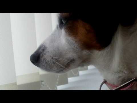 Toshiba Camileo S10 HD 1080p Test - Pennie the Jack Russell