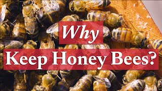 Common Reasons for Keeping Honey Bees | Beekeeping Academy | Ep. 1