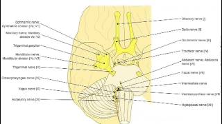 iPad App Quick Overview: IMAIOS e-anatomy screenshot 5