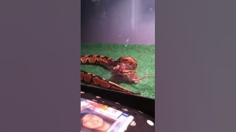 Baby ball python eating hopper mouse