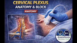 Cervical Plexus Anatomy & Block | Ultrasound-Guided | Anaesthesia Review Hub
