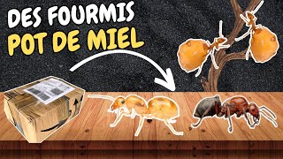 Je reçois 3 FOURMIS POT DE MIEL !  #ants #fourmis #myrmécologie #elevage #insects #myrmecosystus