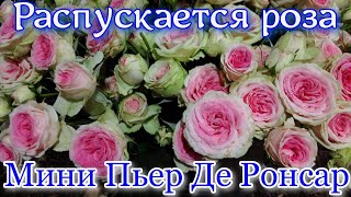 Как распускается роза Мини Пьер Де Ронсар-Mini Pierre De Ronsard (Meilland, 2009)