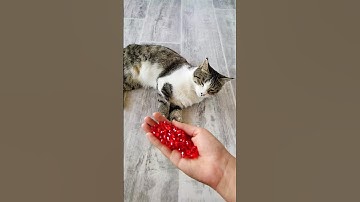 Cat Tommy with Beads 🔴🎀 |Reverse Video #shorts #reverse
