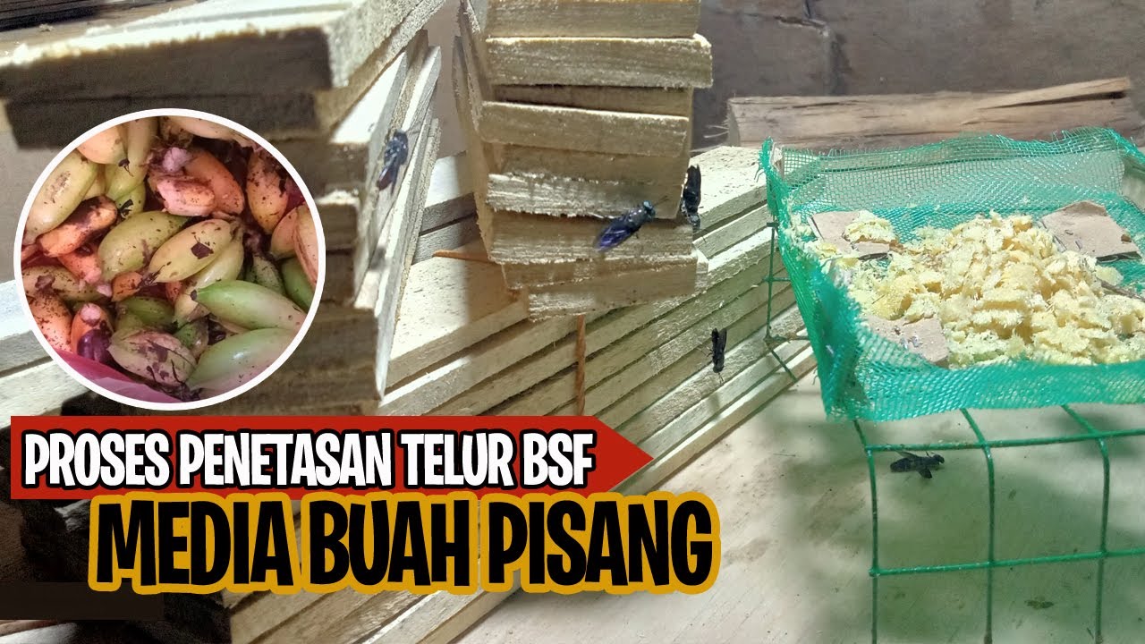 Proses Penetasan Telur Maggot BSF Dengan Media Buah Yang Baik dan Benar