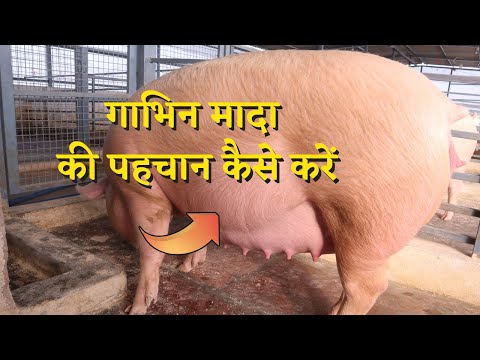 वीडियो: कैसे निर्धारित करें कि सुअर गर्भवती है