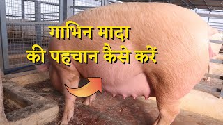 सुअर फार्म में गाभिन मादा की पहचान कैसे करें | How to Find Pregnant Female in Pig Farm. #PigFarm screenshot 1