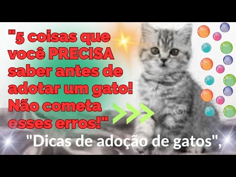 Vídeo: 5 erros de adoção de gato para evitar