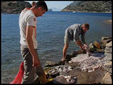 Tenderizing Octopus the original way. - YouTube