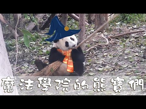 《熊貓主題趴》就讀於魔法學院的熊寶們 | iPanda熊貓頻道