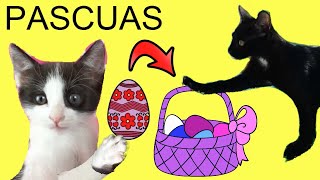 Mis gatitos bebés Luna y Estrella buscando huevos sorpresa de Pascua en casa con Laia y Anna