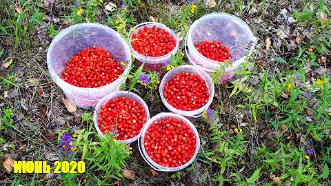 ЗЕМЛЯНИКА Лесные ЯГОДЫ Июнь