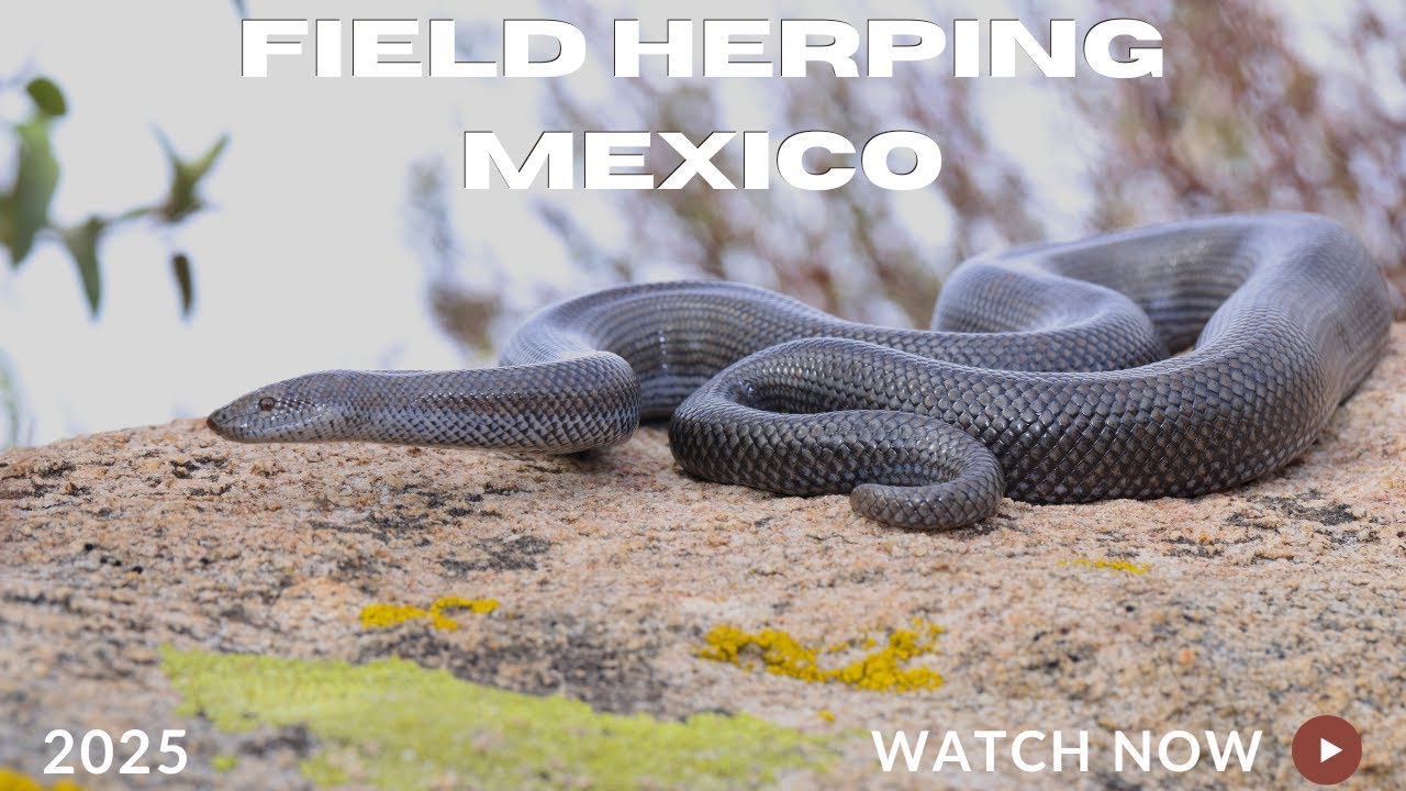 Field Herping Mexico! First trip to Baja
