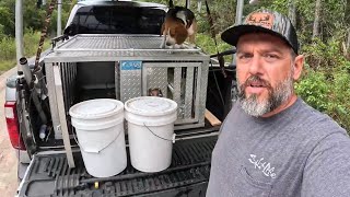 WILD HOG BAIT (ATTRACT WILD HOGS FROM MILES AWAY) HOW TO