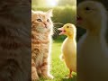 Moew class #cat