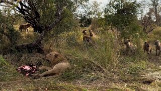 Hyena Clan Cautious Of Challenging A Very Young Male Lion
