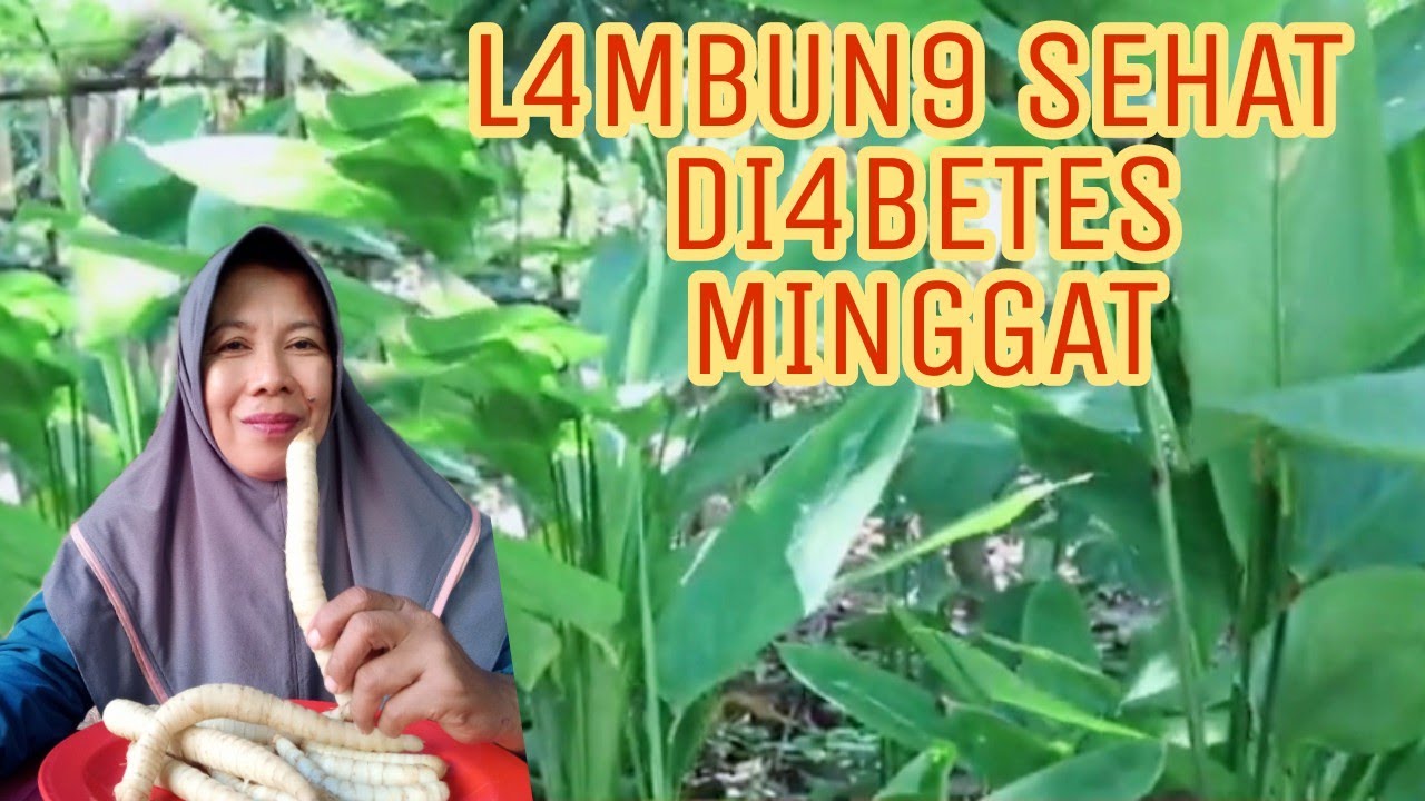 KHASIAT UMBI KLERUT YANG JARANG ORANG TAHU 